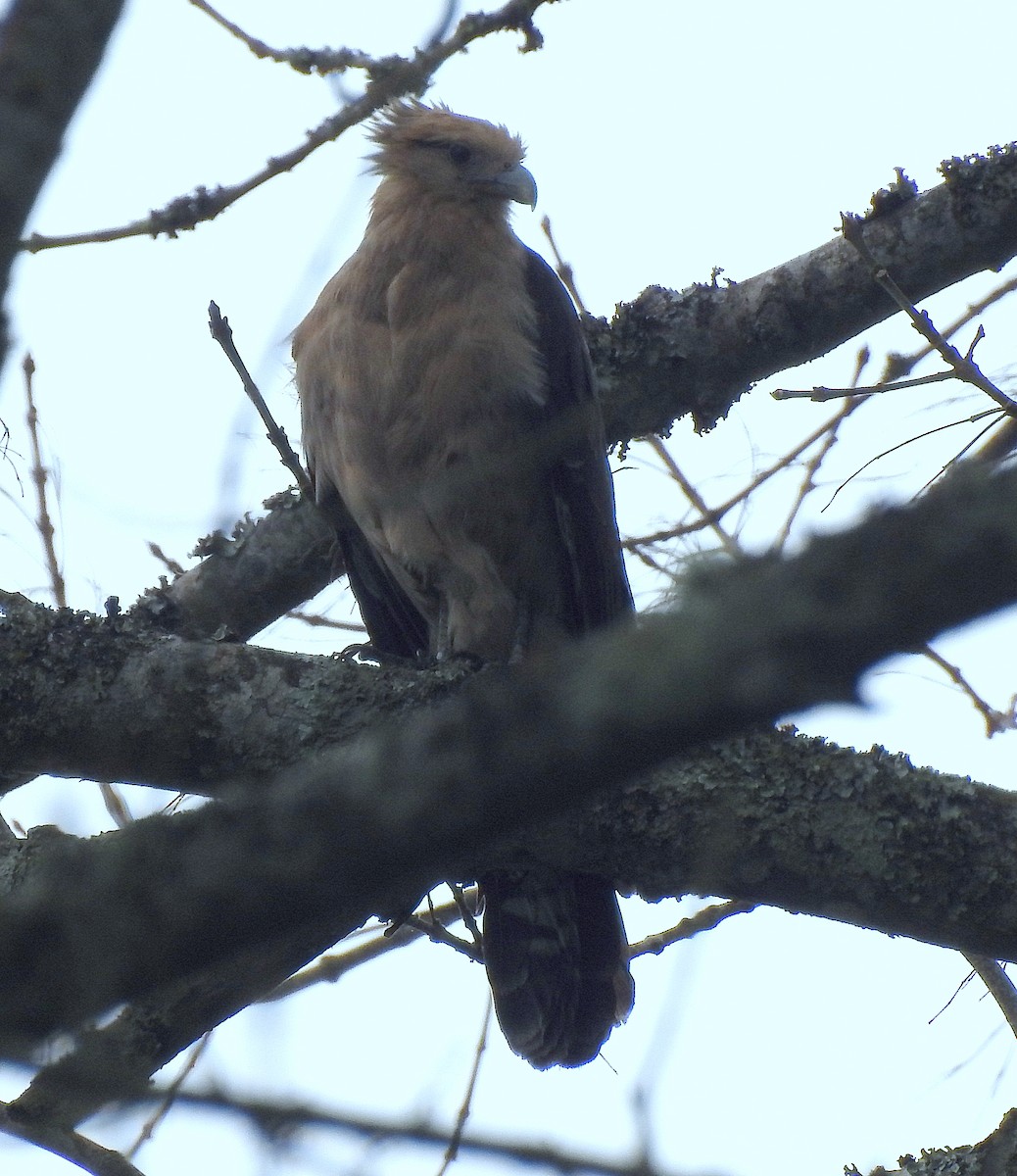 Yellow-headed Caracara - ML438621301