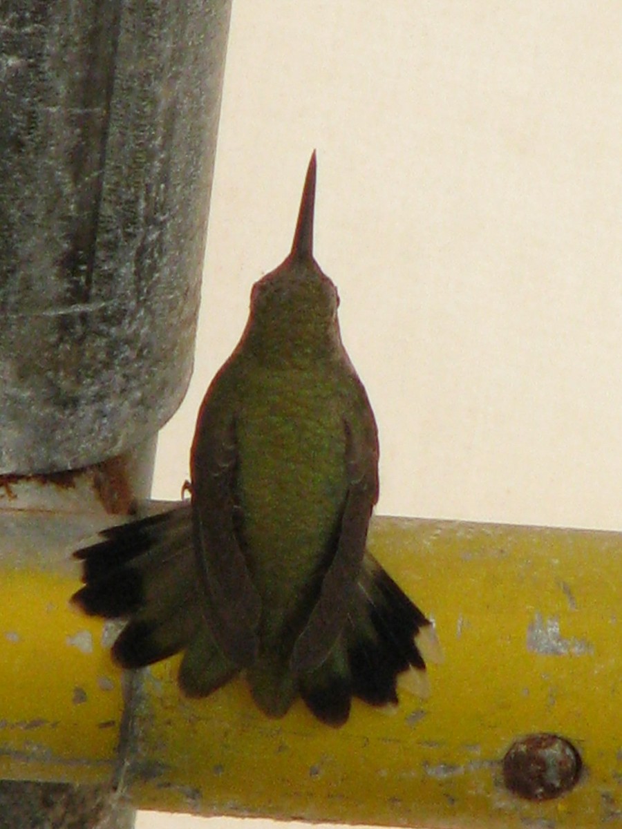 Ruby-throated Hummingbird - ML43862131