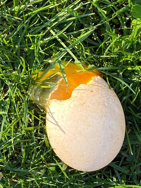 Wild Turkey - ML438621731