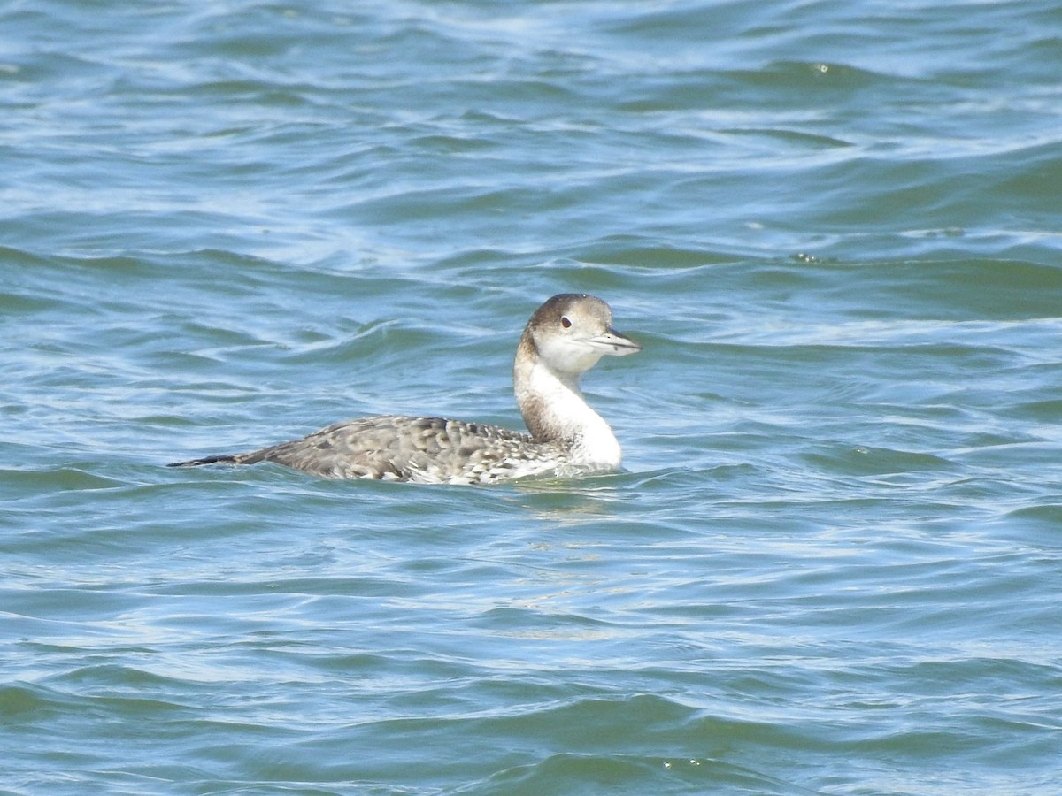 Common Loon - ML438621871