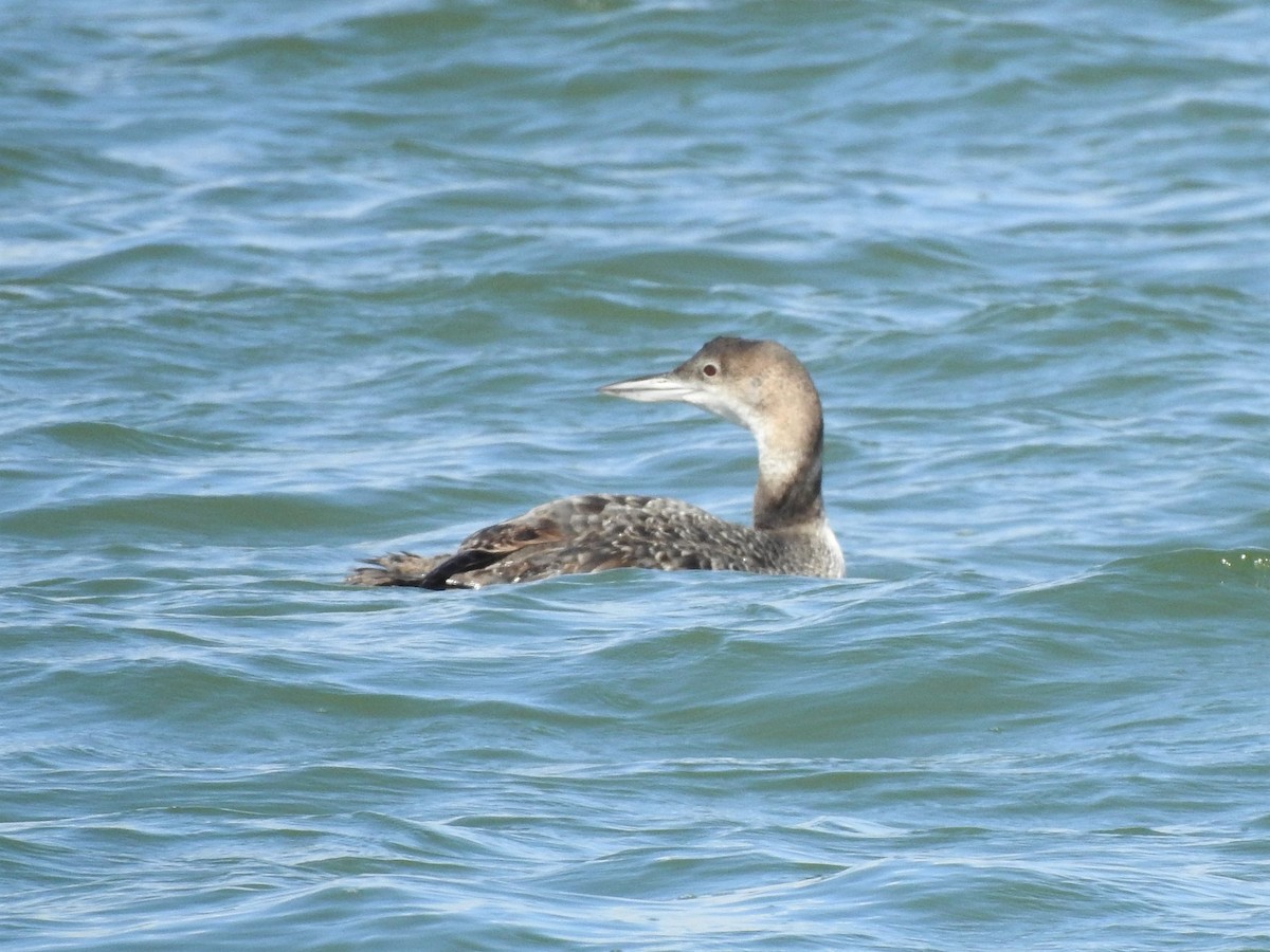 Common Loon - ML438621911