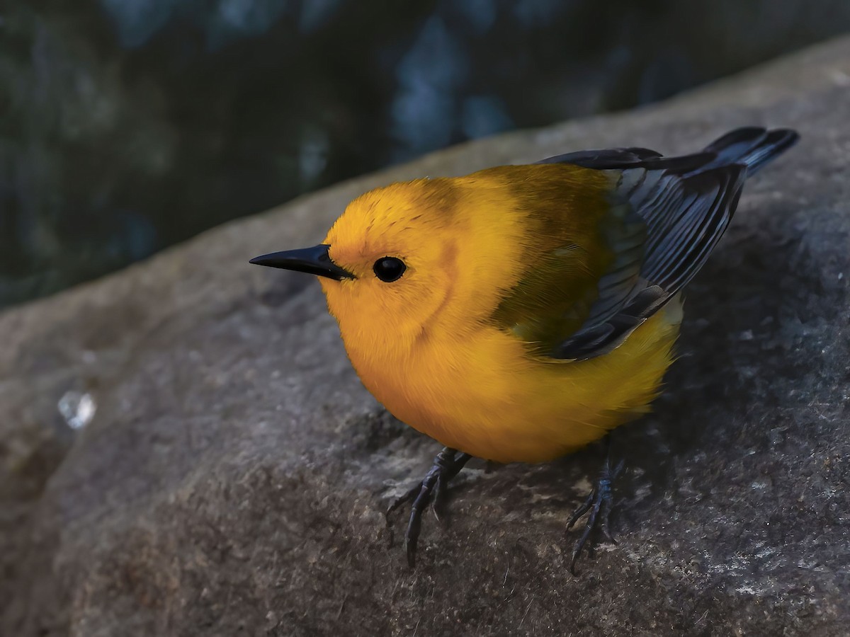 Prothonotary Warbler - ML438621981