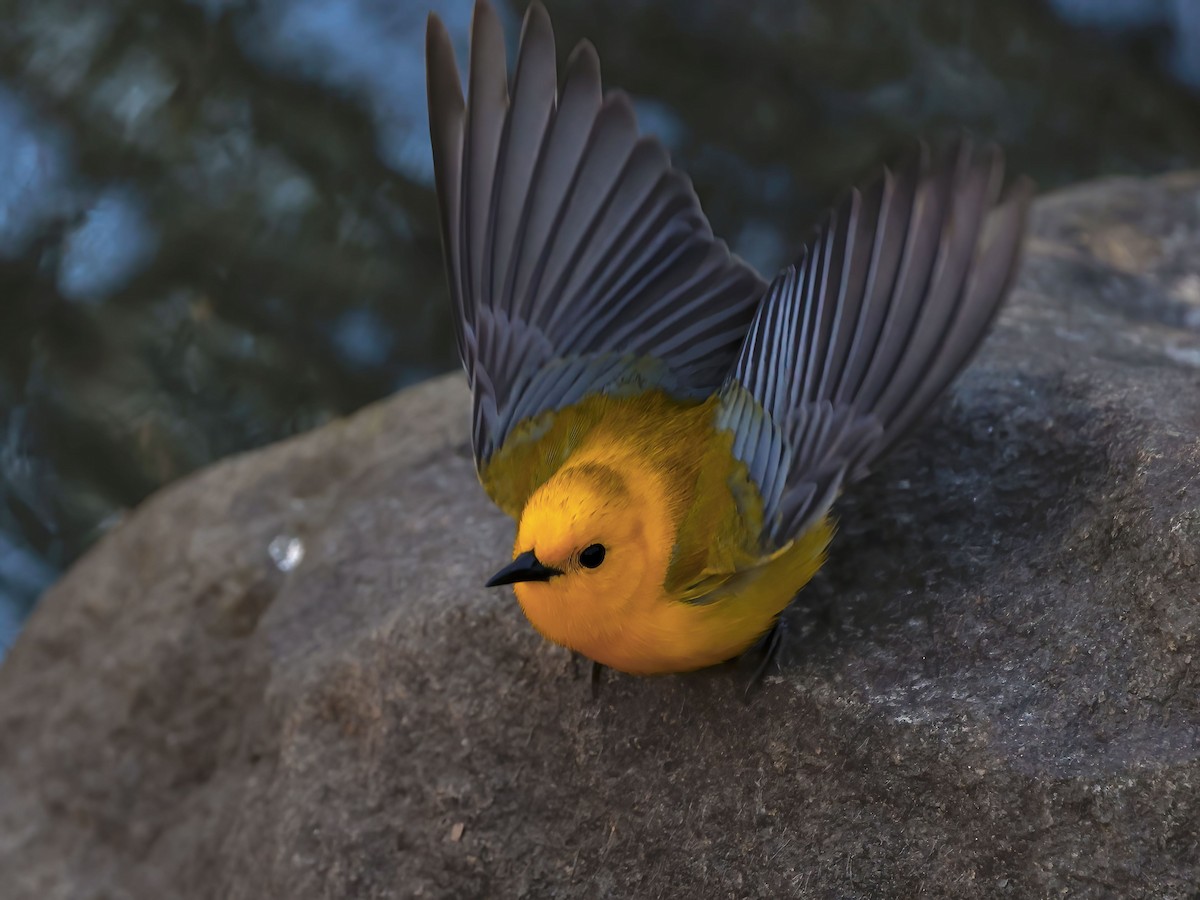 Prothonotary Warbler - ML438621991