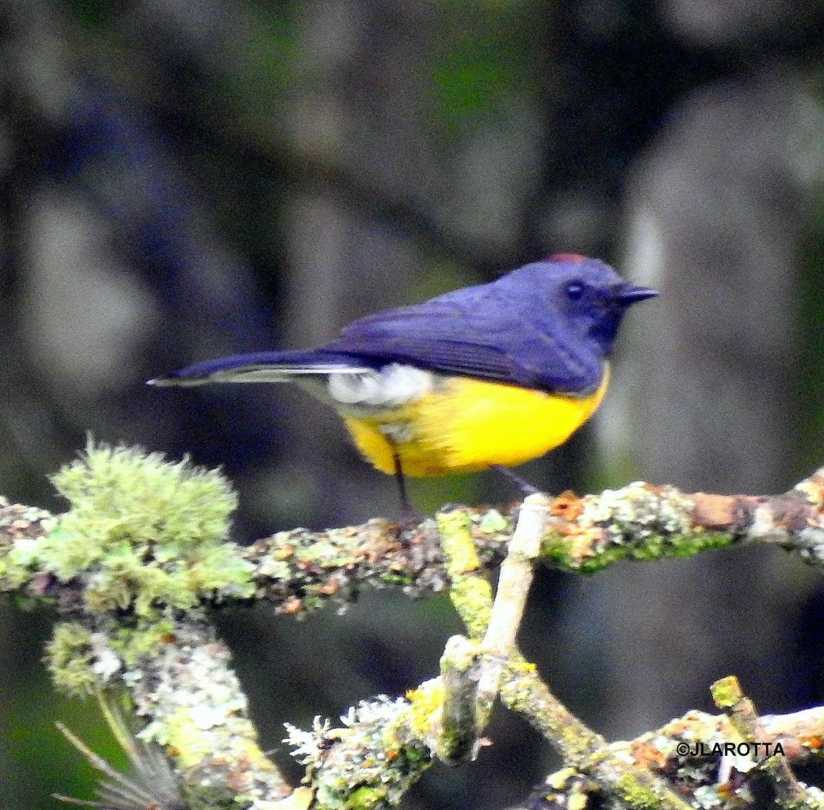 Slate-throated Redstart - ML438622641