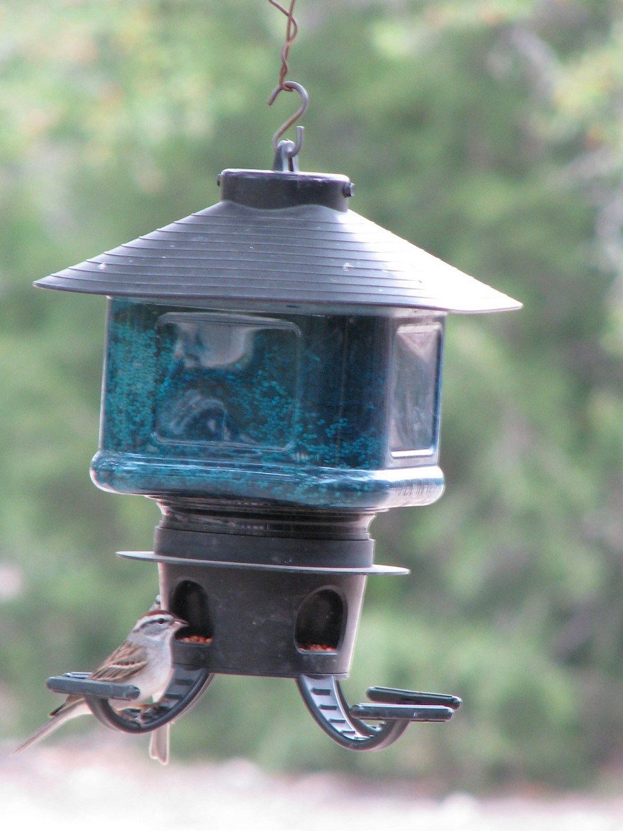 Chipping Sparrow - ML43862311