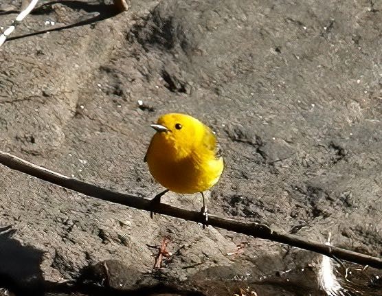 Prothonotary Warbler - ML438623251