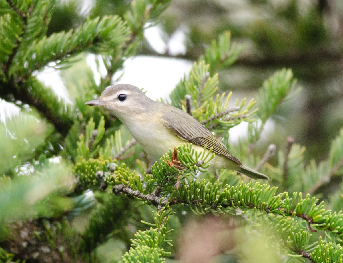 Warbling Vireo - Alix d'Entremont