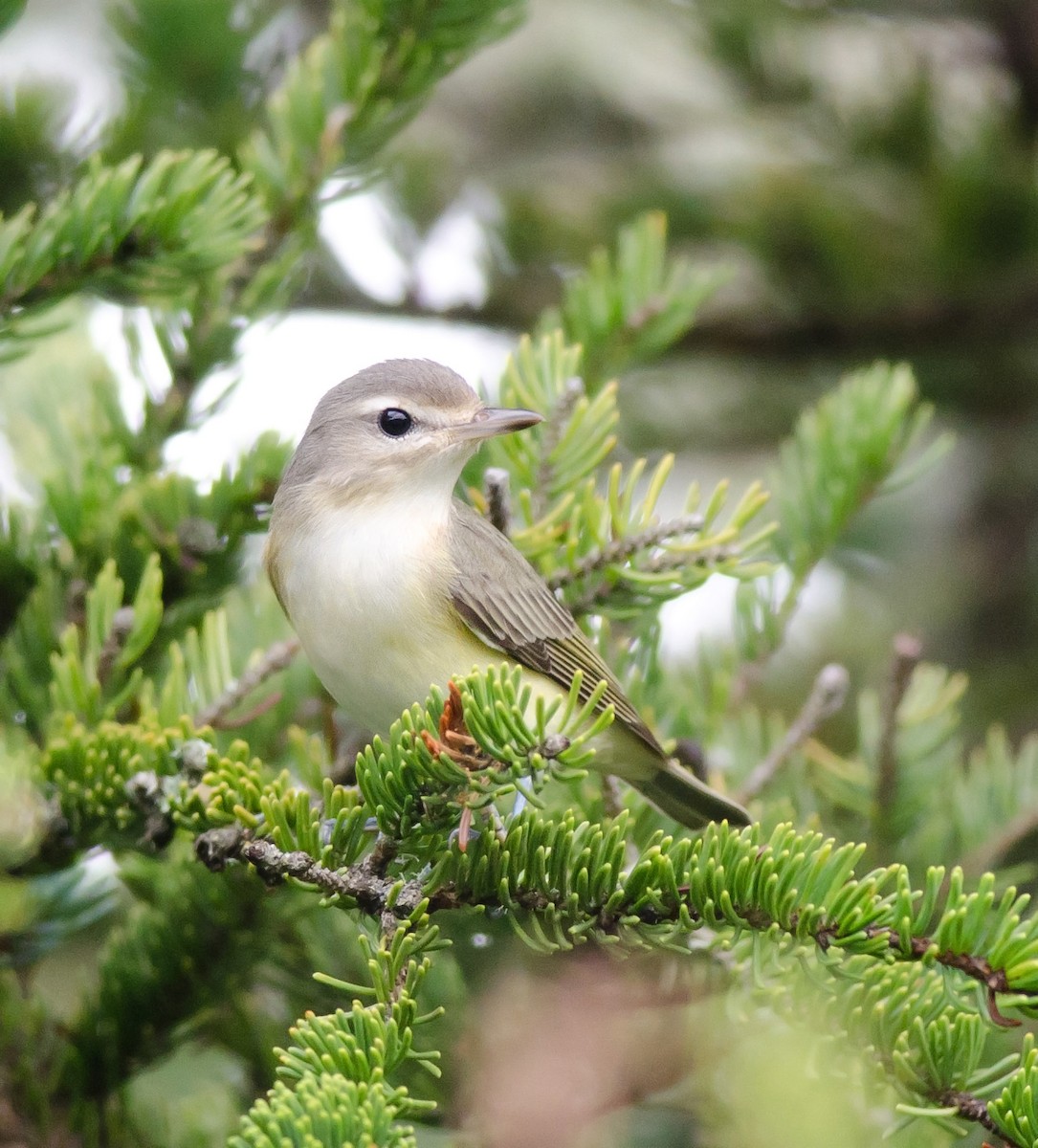 Warbling Vireo - Alix d'Entremont