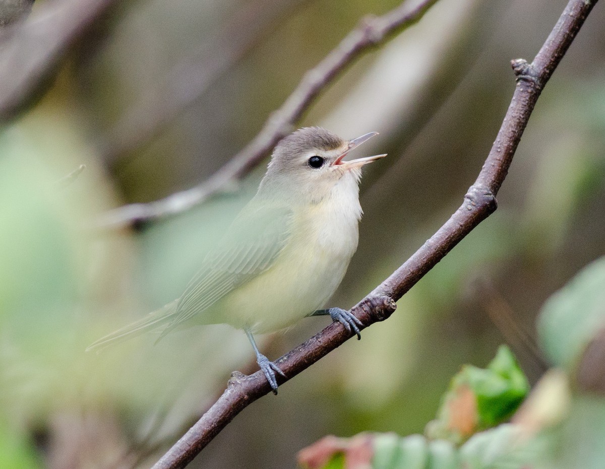 Warbling Vireo - Alix d'Entremont