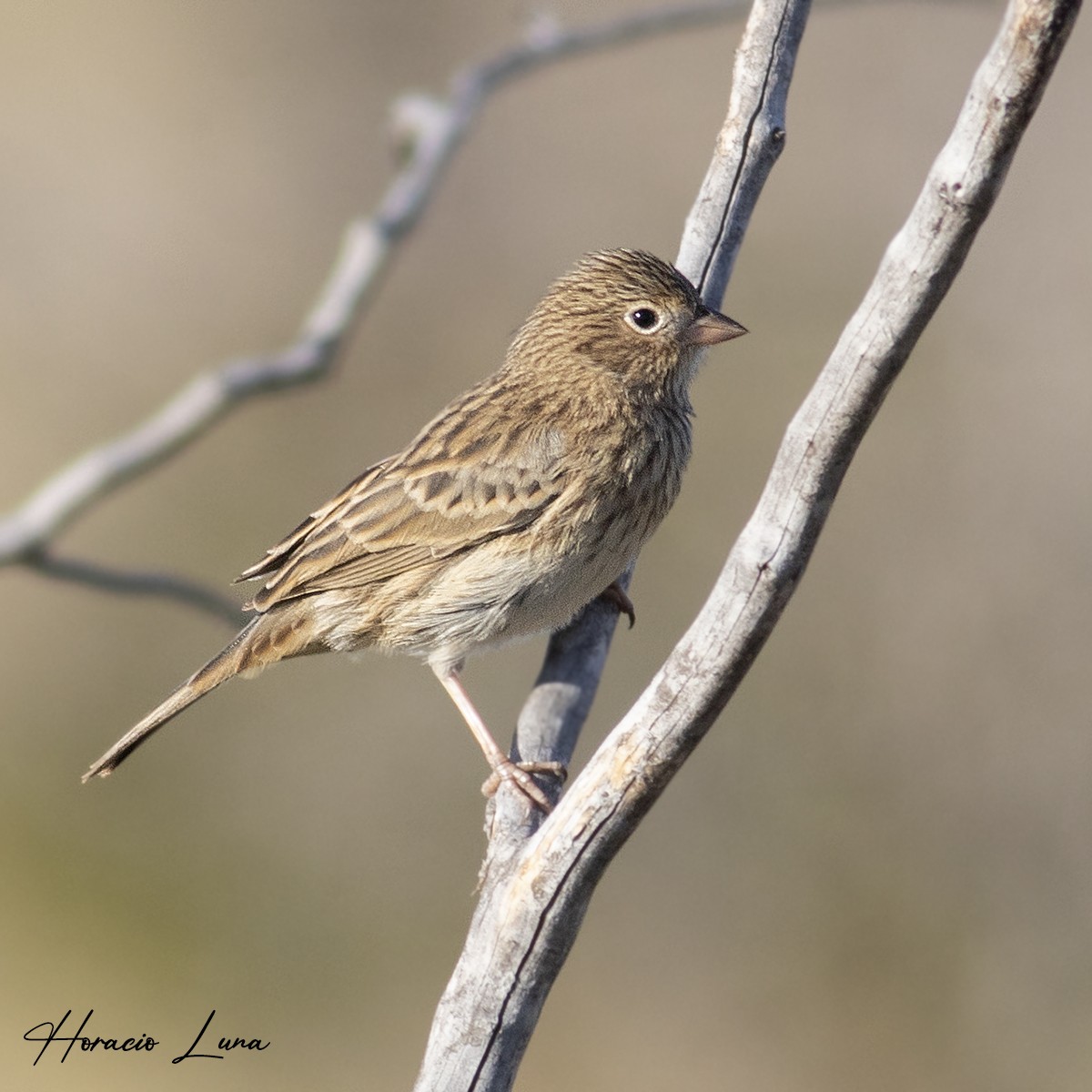 Carbonated Sierra Finch - Horacio Luna