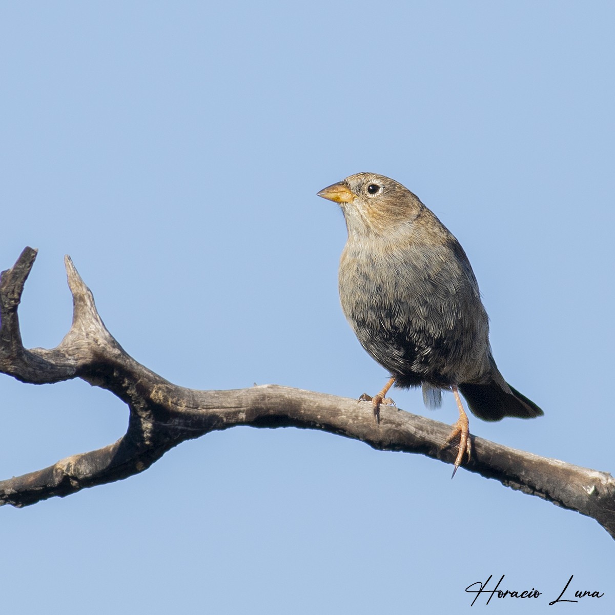 Carbonated Sierra Finch - ML438626341