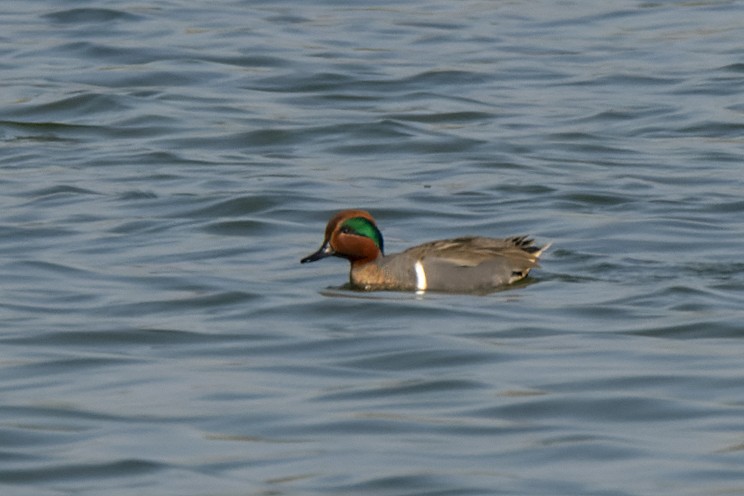 Green-winged Teal (American) - ML438626511