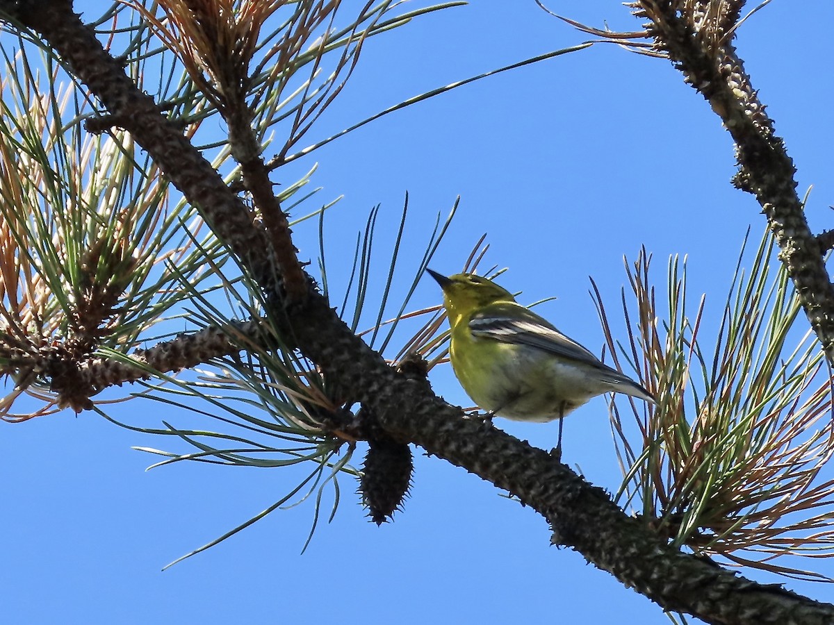 Pine Warbler - ML438628211