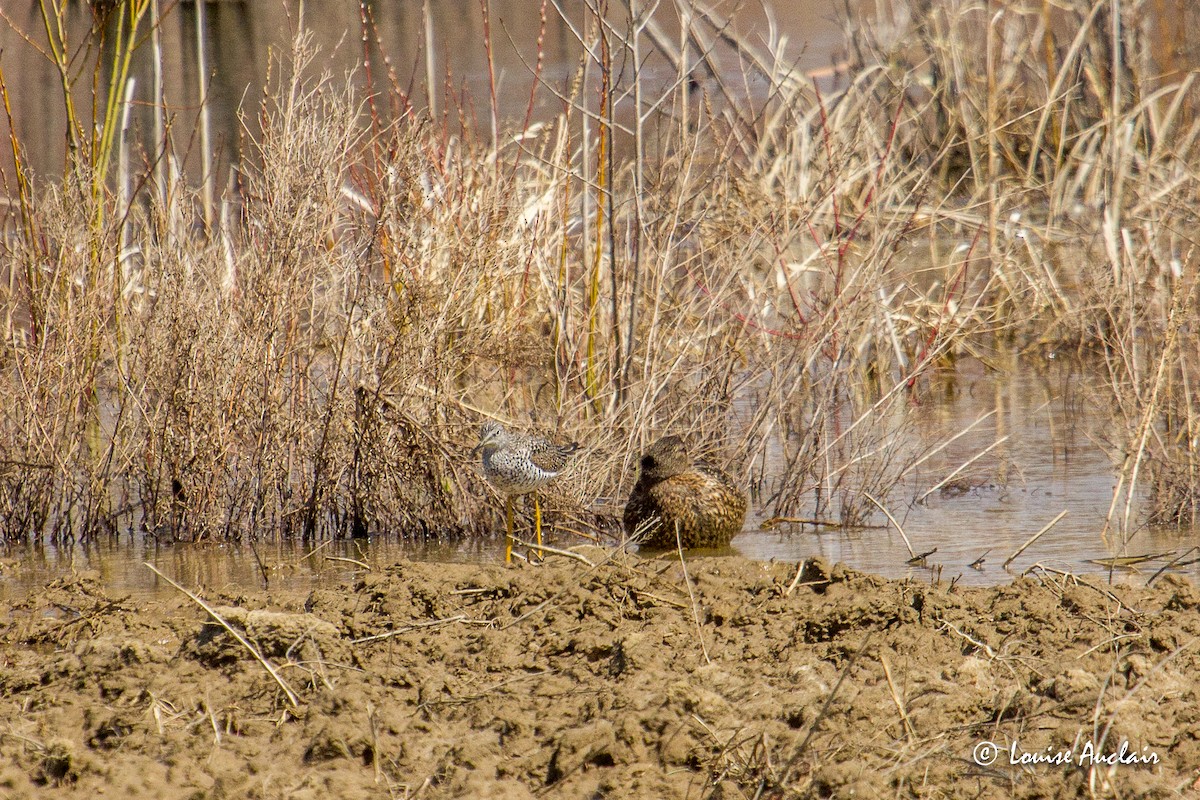 Greater Yellowlegs - ML438628731