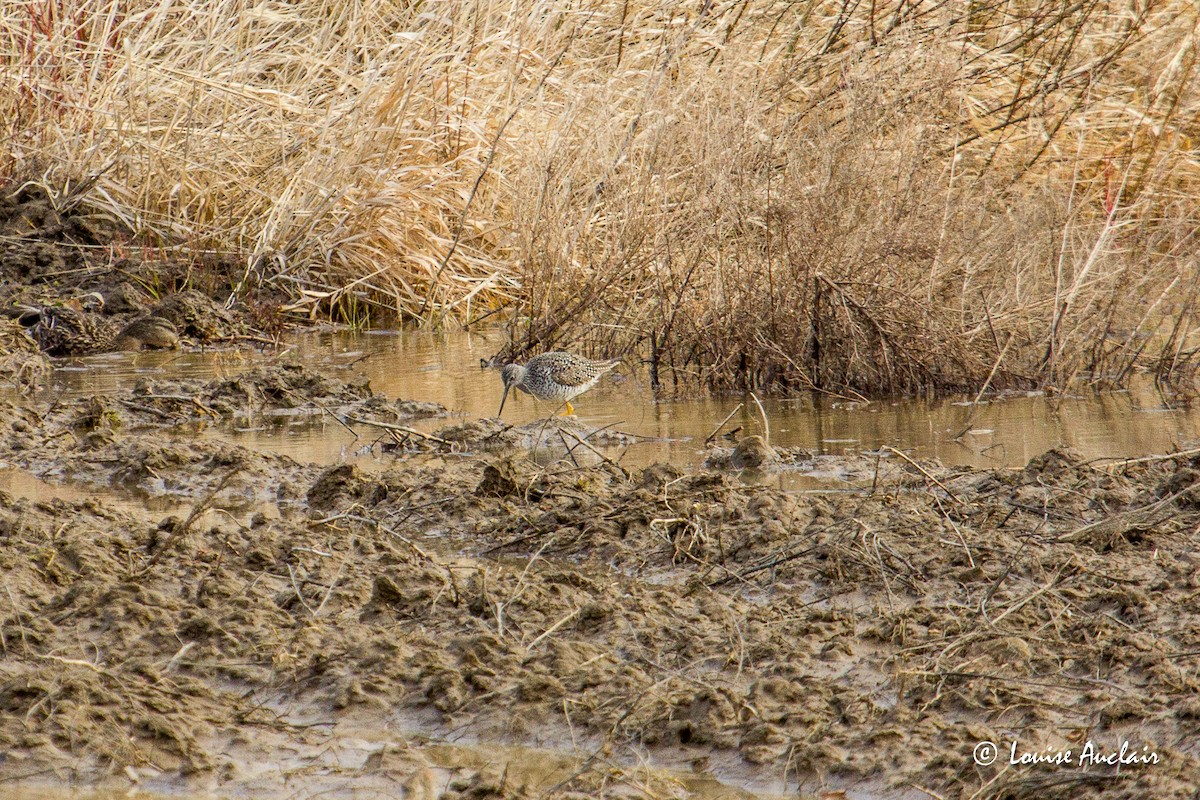 Greater Yellowlegs - ML438628761