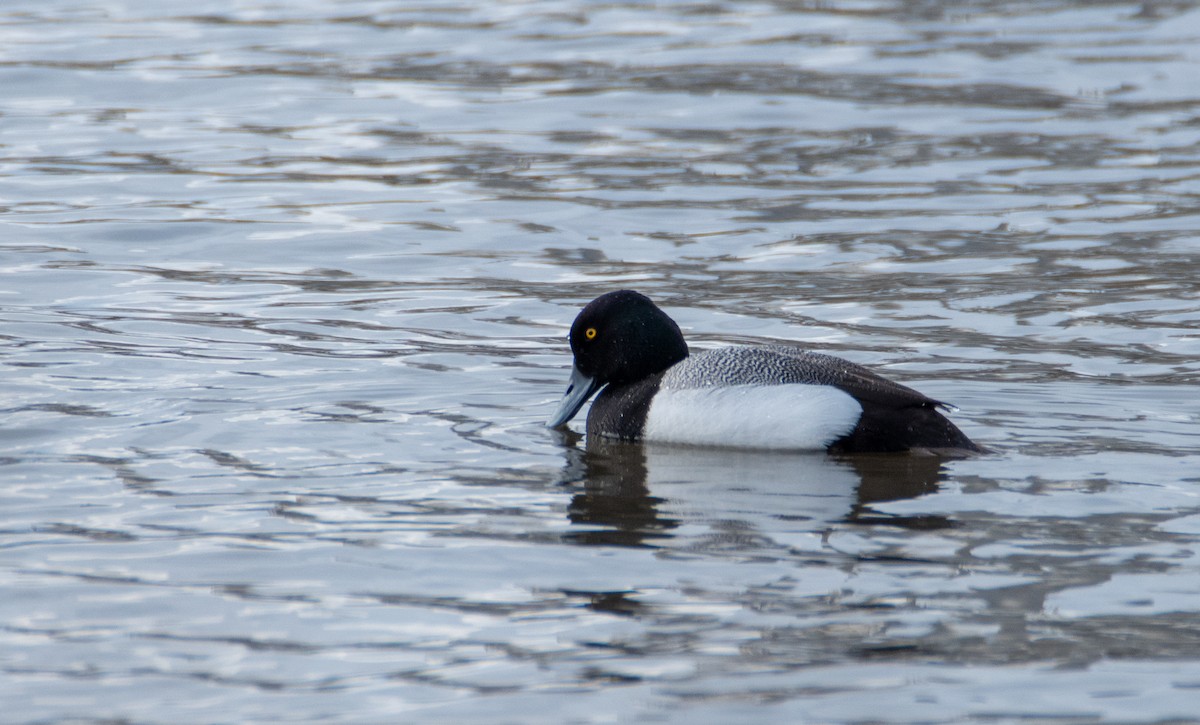 Lesser Scaup - ML438630751