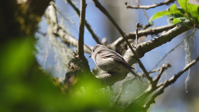 Hammond's Flycatcher - ML438631901