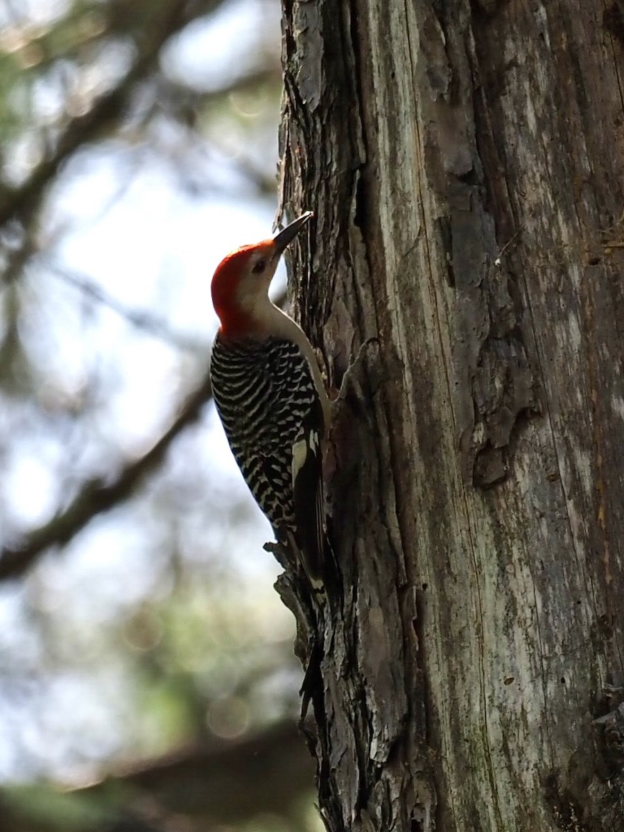 Red-bellied Woodpecker - Melanie Crawford