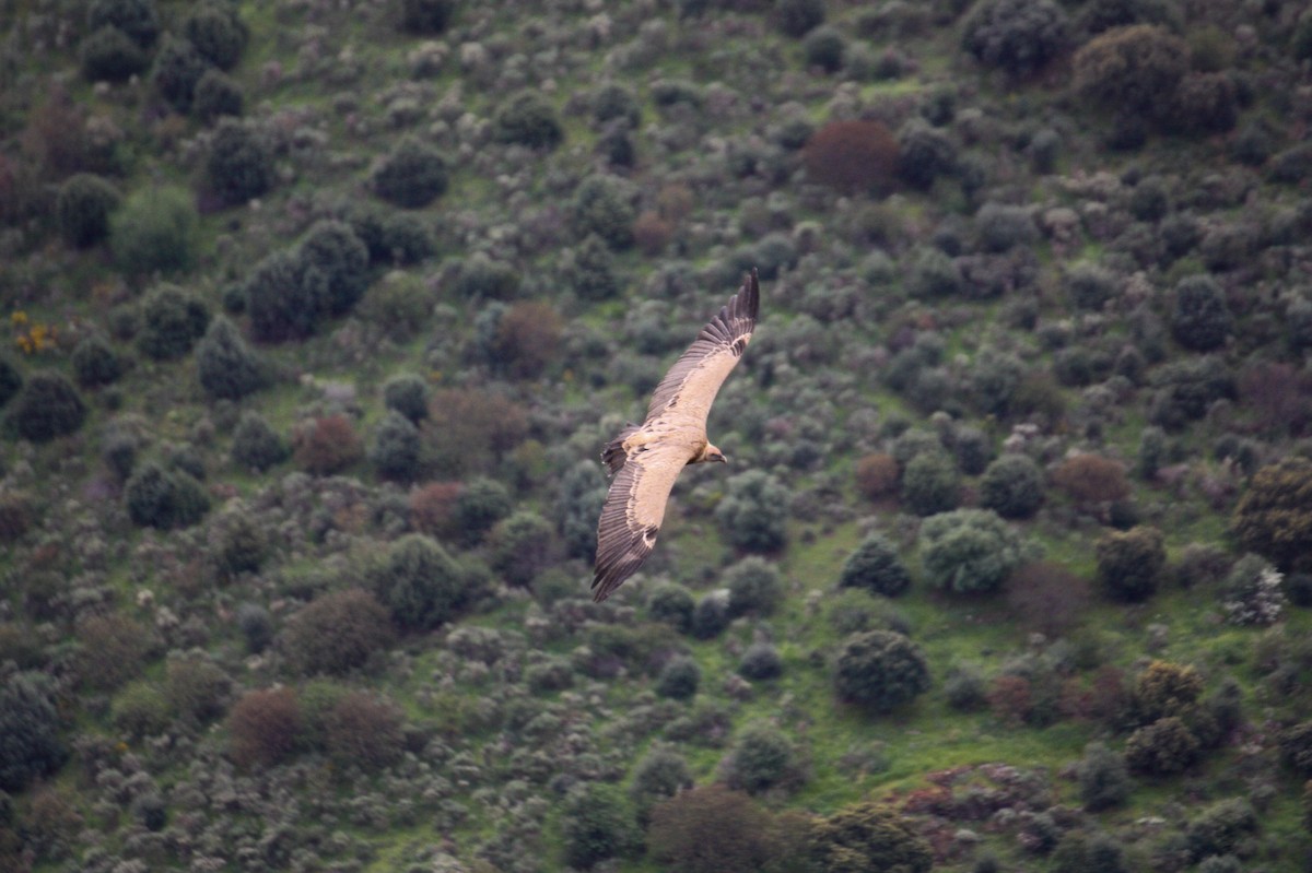 נשר מקראי - ML438633311