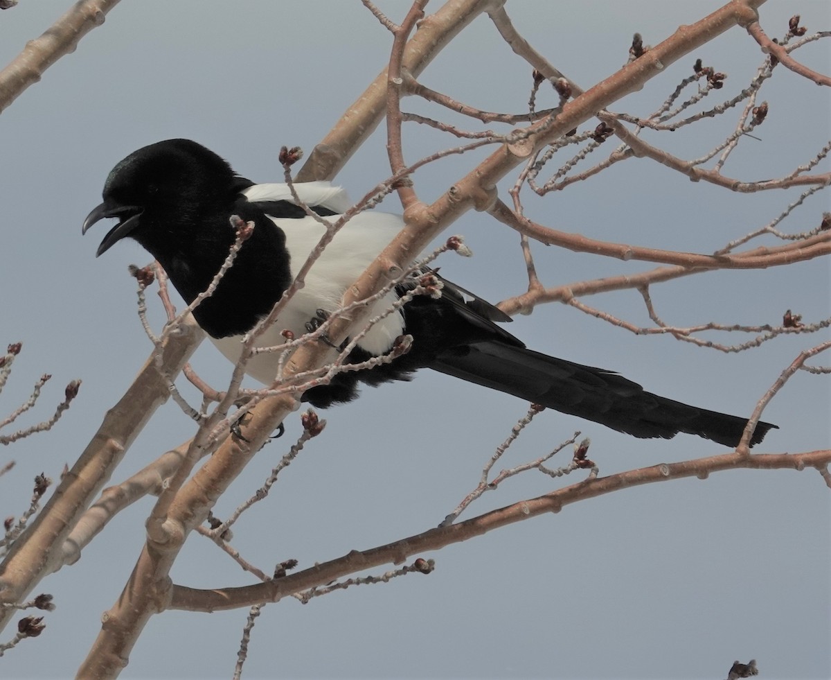 Black-billed Magpie - ML438633651