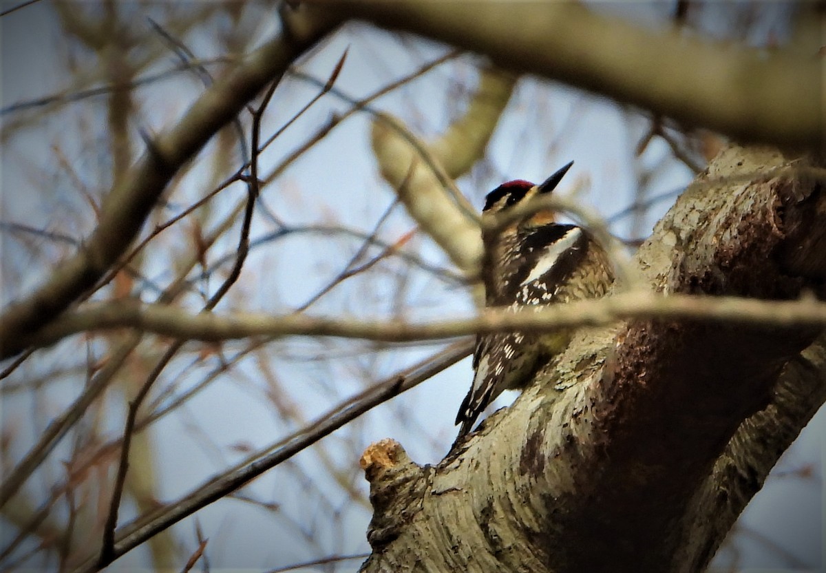 Yellow-bellied Sapsucker - ML438633881