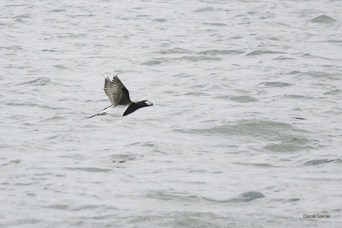 Long-tailed Duck - ML438634361