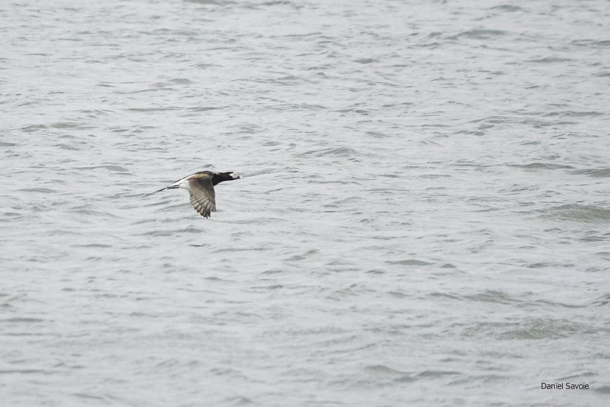 Long-tailed Duck - ML438634371