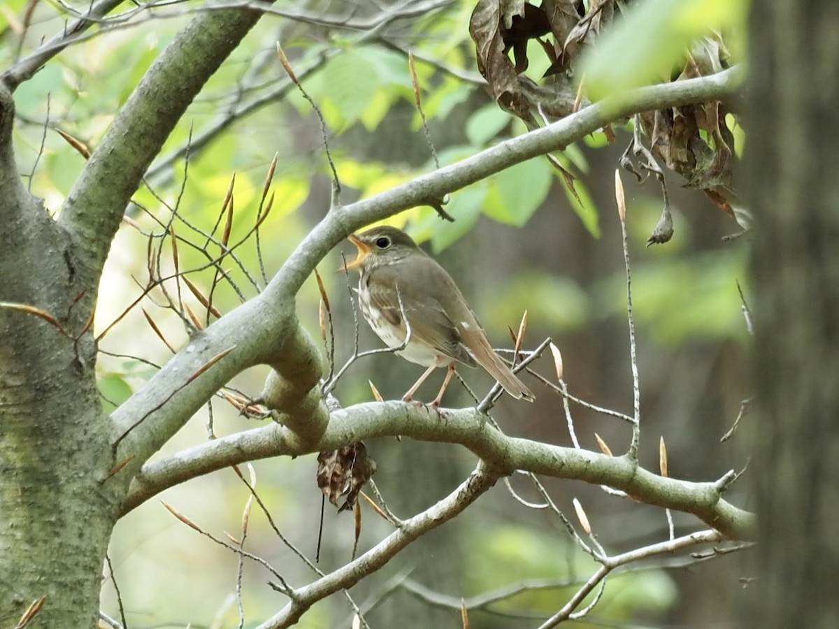 Hermit Thrush - ML438634441