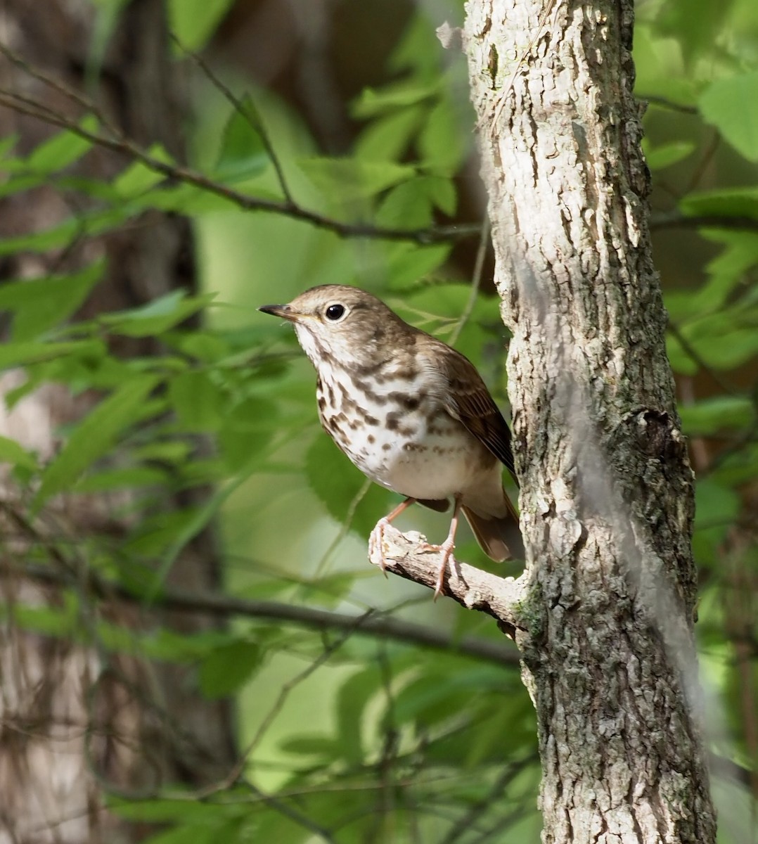 Hermit Thrush - ML438634481