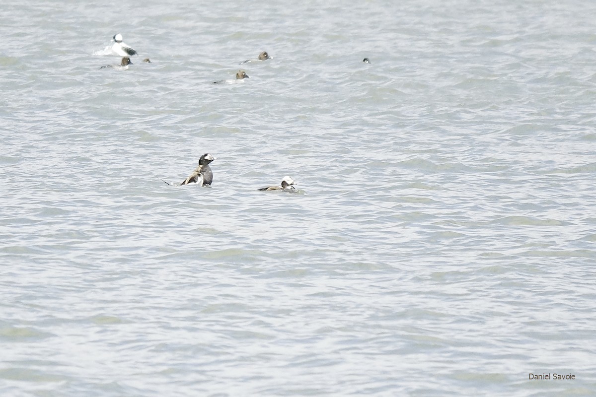 Long-tailed Duck - ML438634501