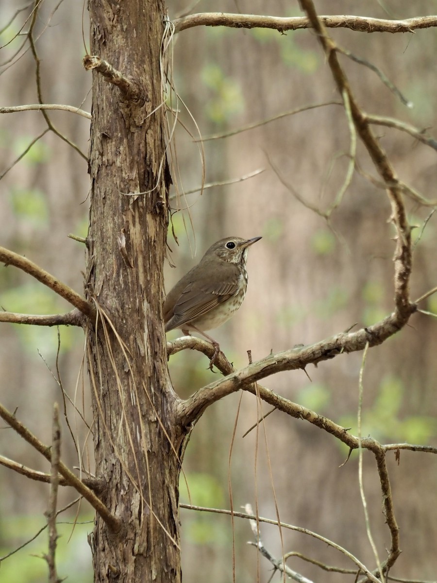 Hermit Thrush - ML438634521