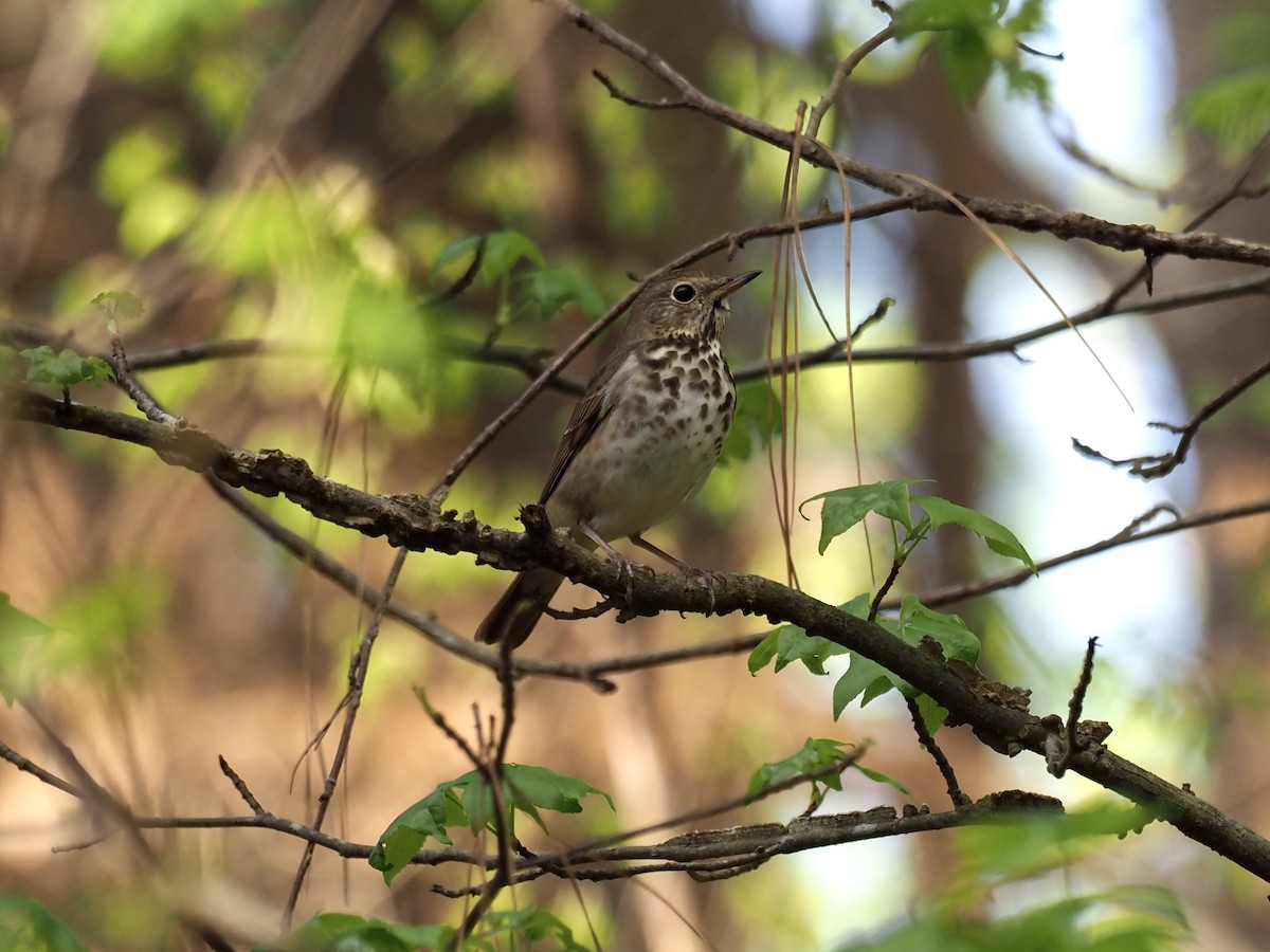 Hermit Thrush - ML438634541