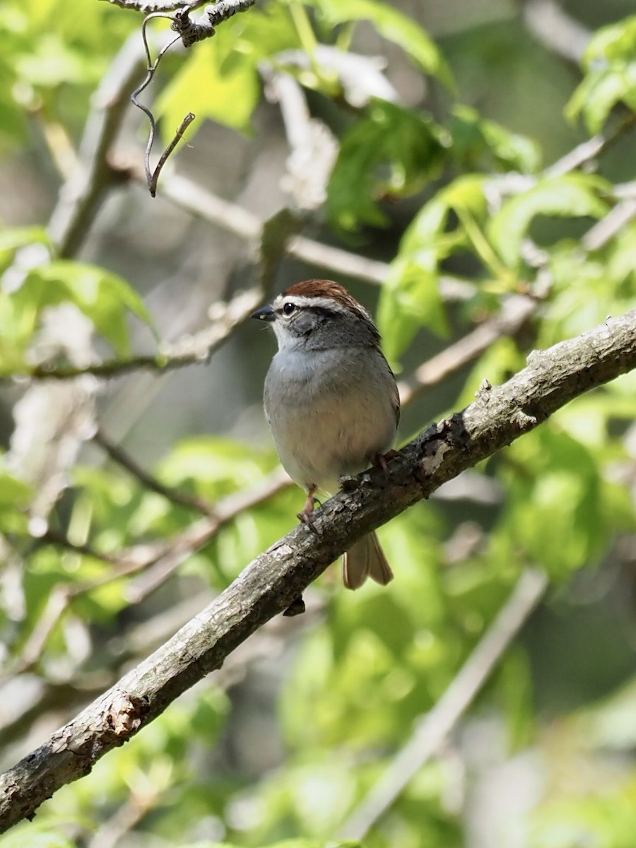 Chipping Sparrow - ML438635071