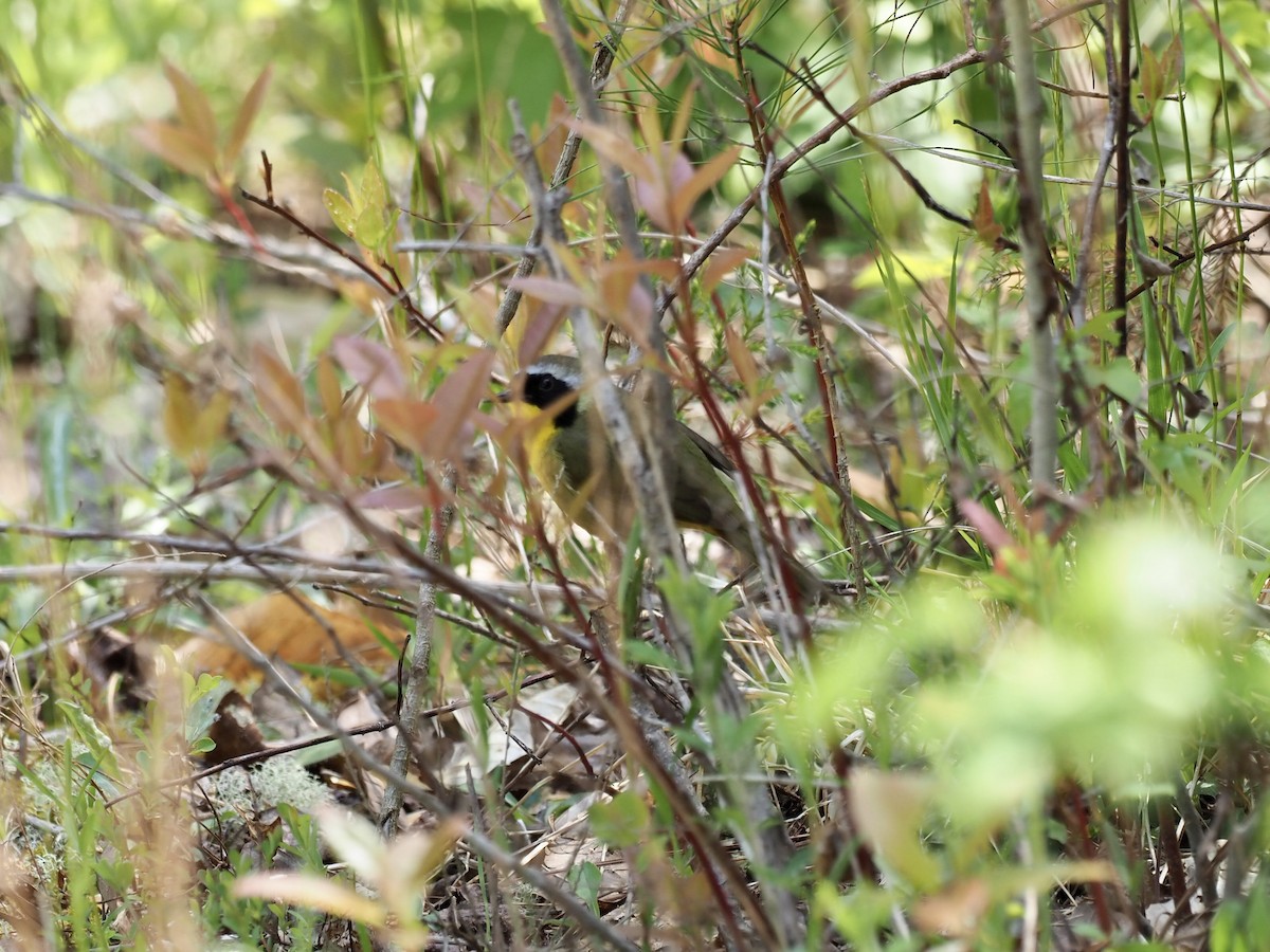 Common Yellowthroat - ML438635251