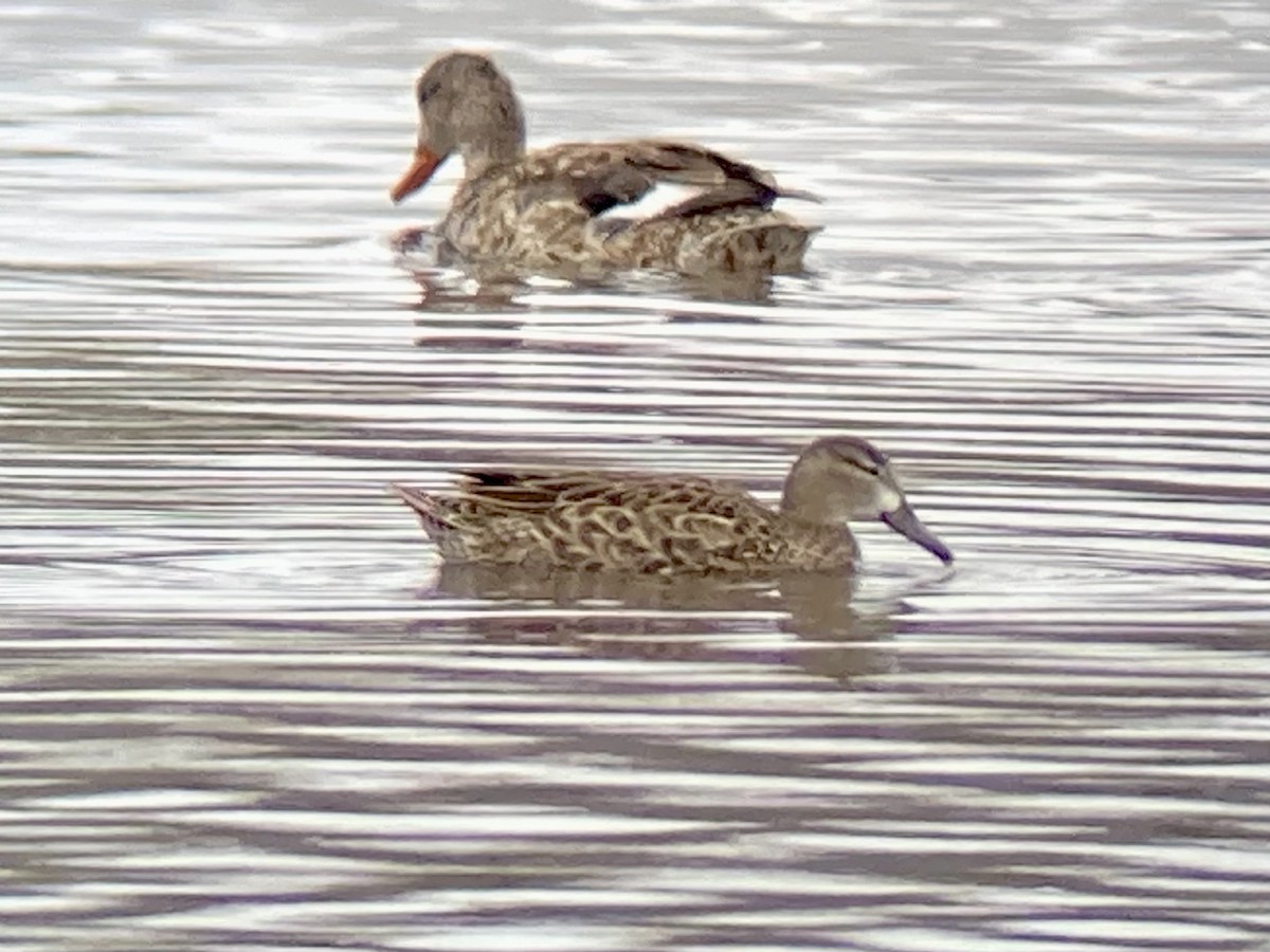 Blue-winged Teal - ML438635721