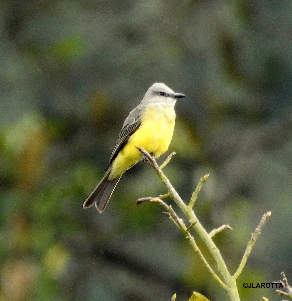 Tropical Kingbird - Jorge La Rotta