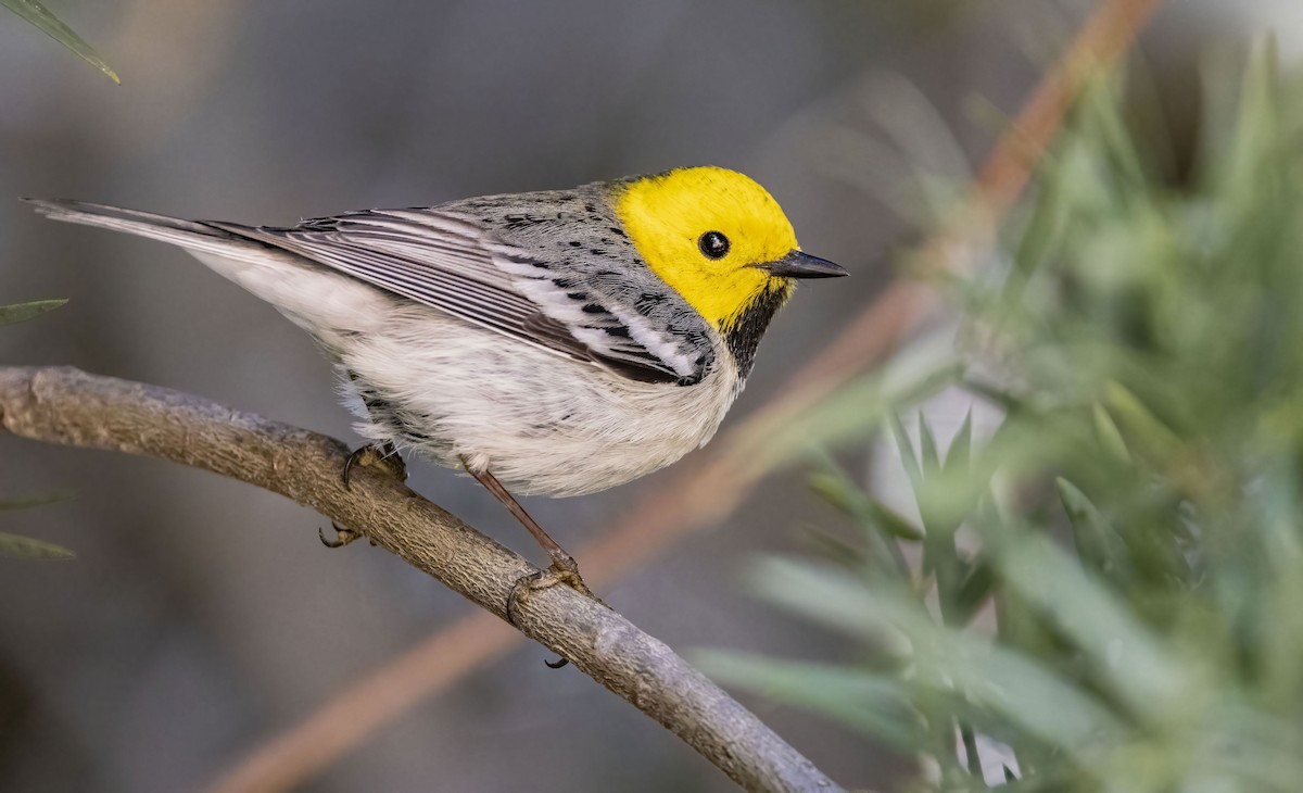 Hermit Warbler - ML438636831