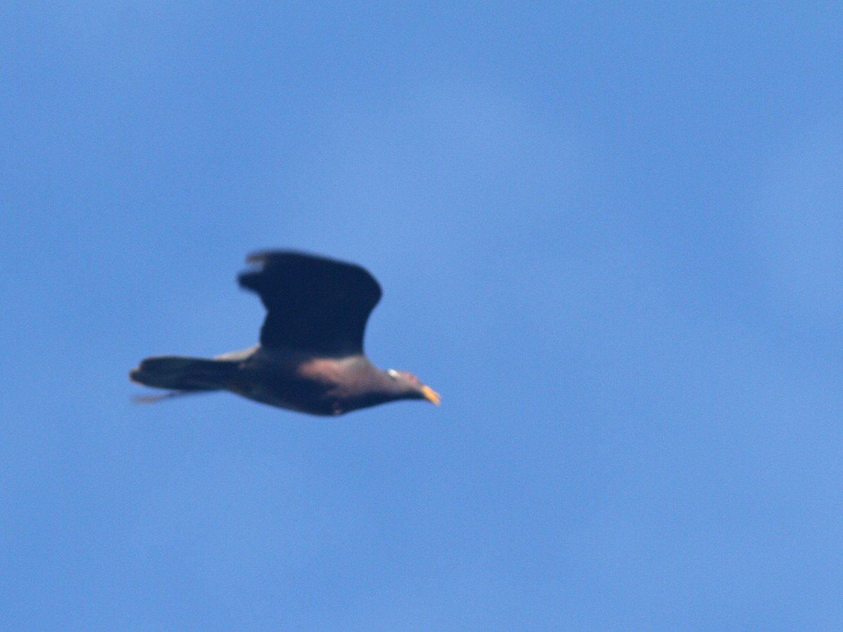 Band-tailed Pigeon - ML43863721