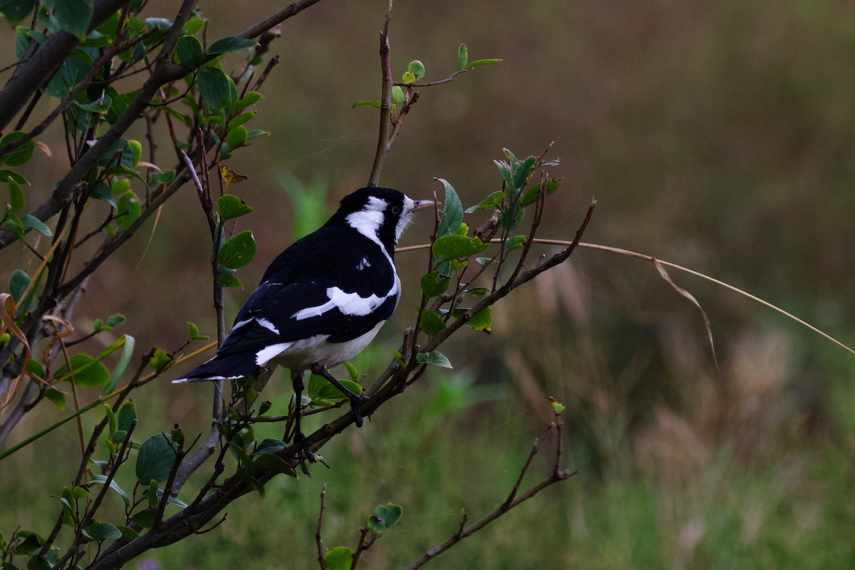 Magpie-lark - ML438637421