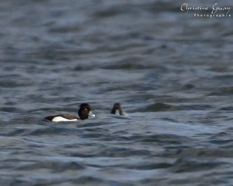 Tufted Duck - ML438638461