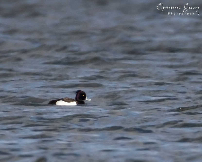 Tufted Duck - ML438638481
