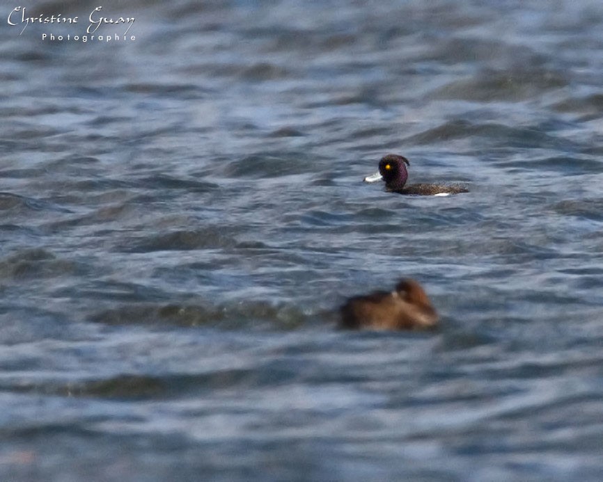 Tufted Duck - ML438638491