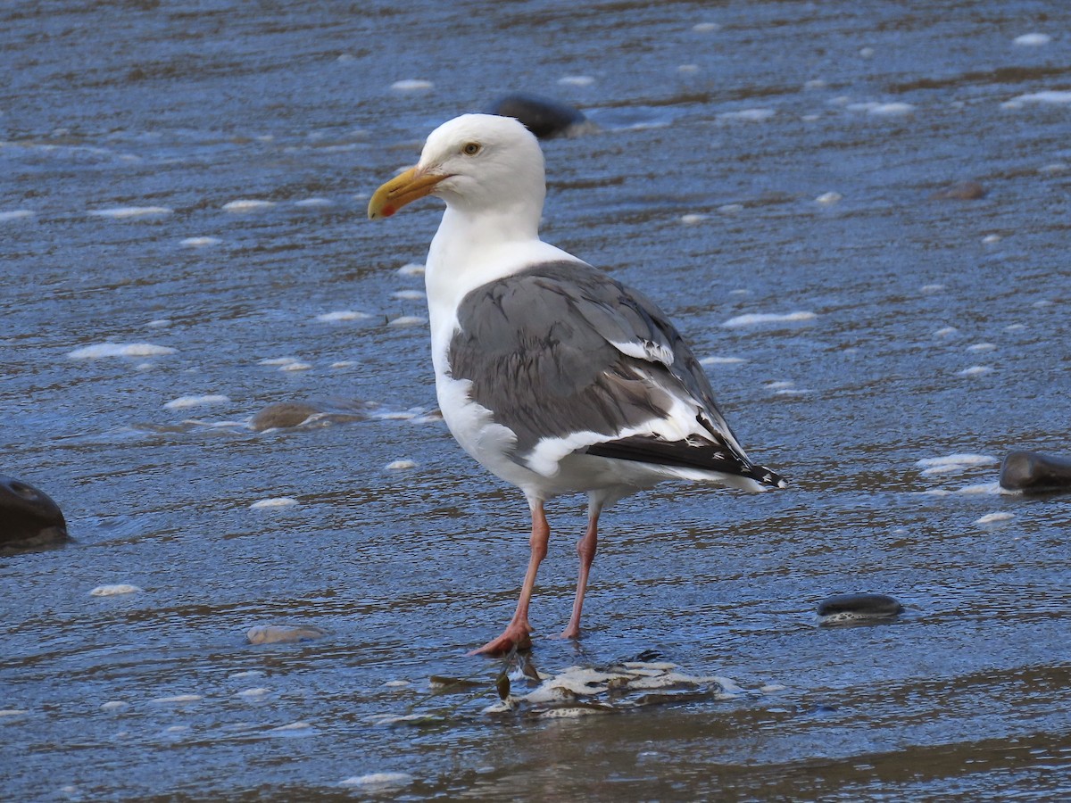 Goéland d'Audubon - ML438638551