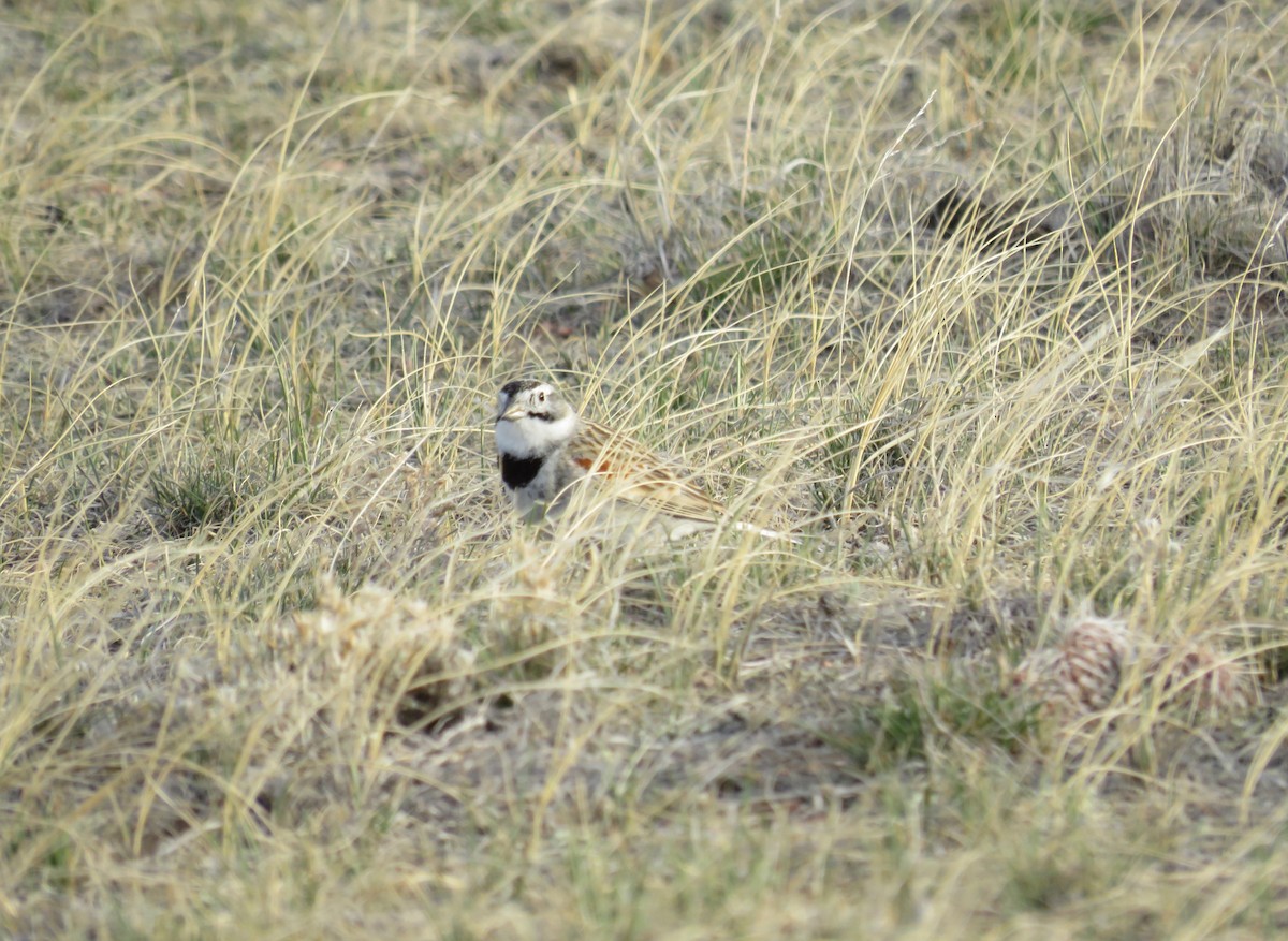 Thick-billed Longspur - ML438639131