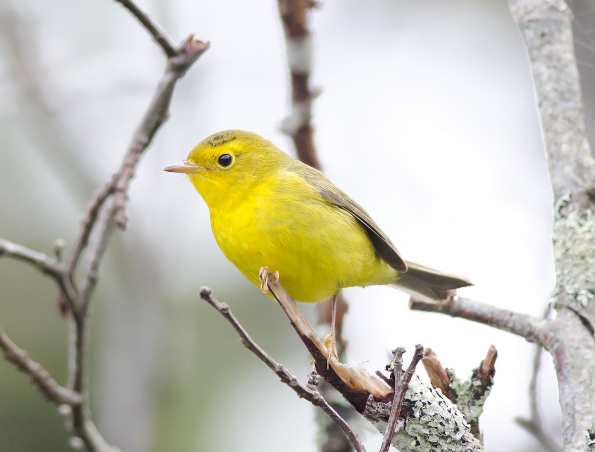 Wilson's Warbler - Alix d'Entremont