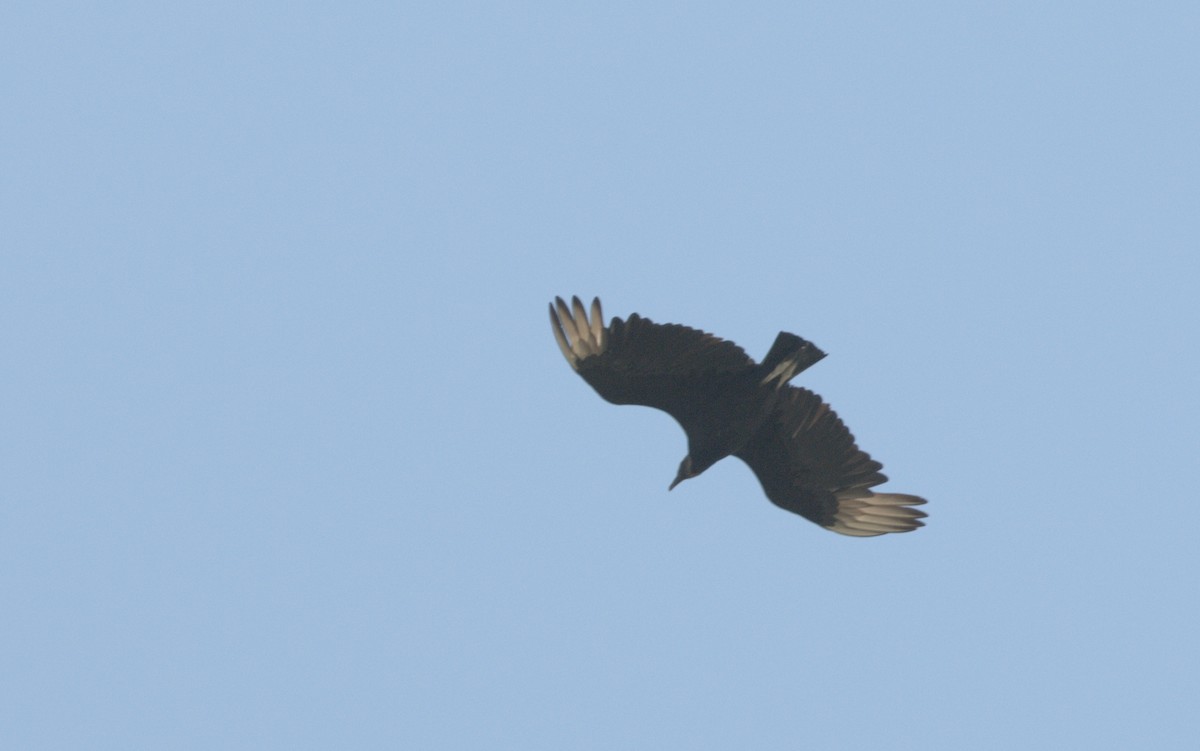 Black Vulture - ML438639531