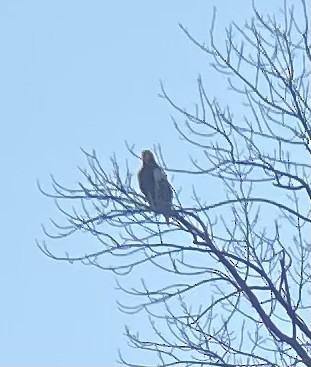 Steller's Sea-Eagle - ML438639981