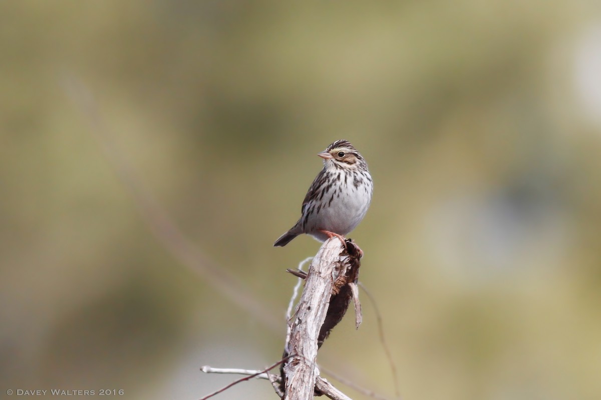 Savannah Sparrow (Savannah) - ML43864021