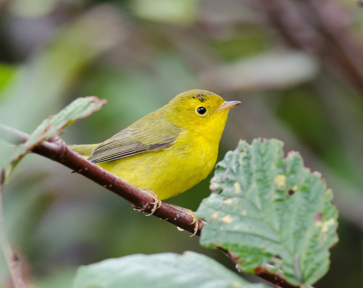 Wilson's Warbler - Alix d'Entremont