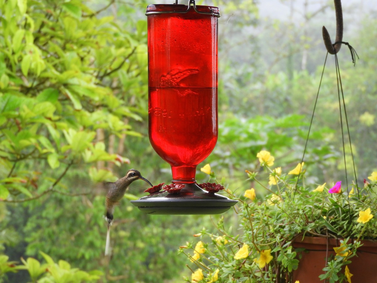 kolibřík tmavolící - ML438640711